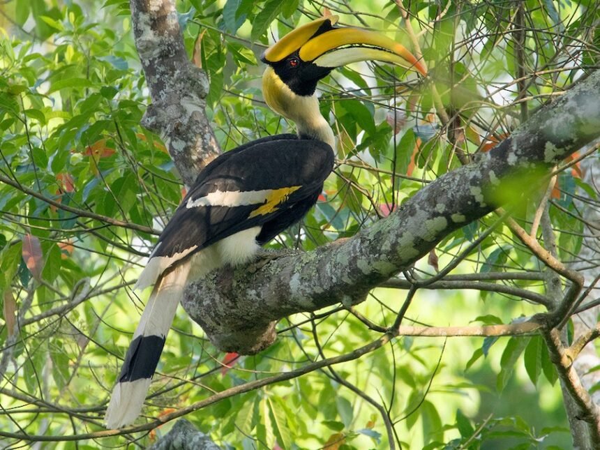 Everything You Need to Know glaadblog org hornbill bird