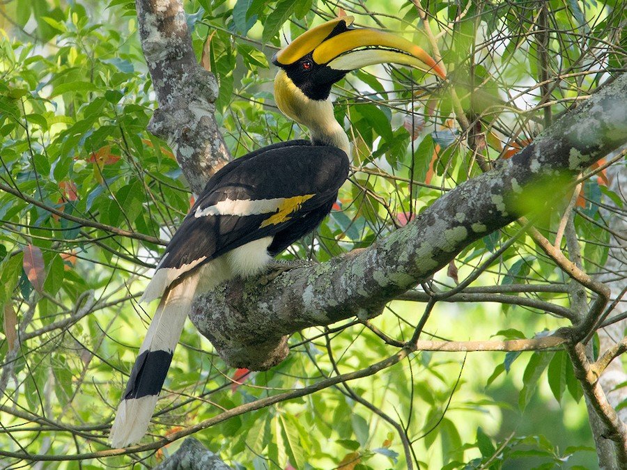 Everything You Need to Know glaadblog org hornbill bird