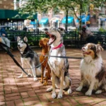 Boston Dog Butlers: Redefining Premium Pet Care in the City