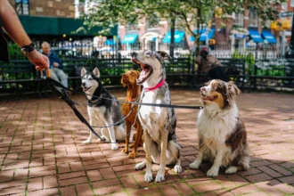 Boston Dog Butlers: Redefining Premium Pet Care in the City