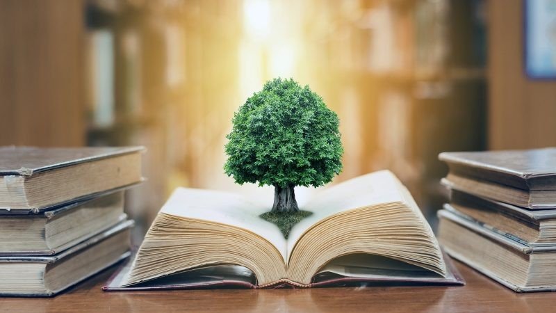 Everything You Need to Know improveville. com