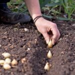 Everything You Need to Know Setting onion sets