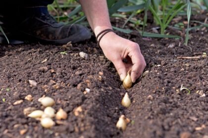 Everything You Need to Know Setting onion sets