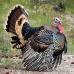 what is a male turkey called