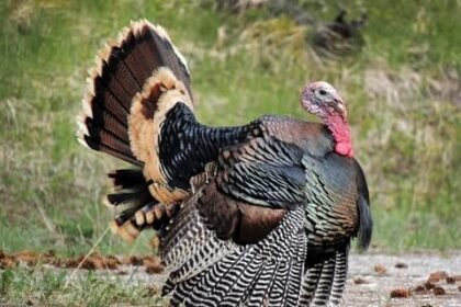what is a male turkey called
