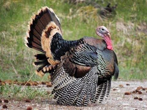 what is a male turkey called