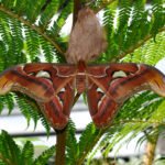 Everything You Need to Know biggest moth