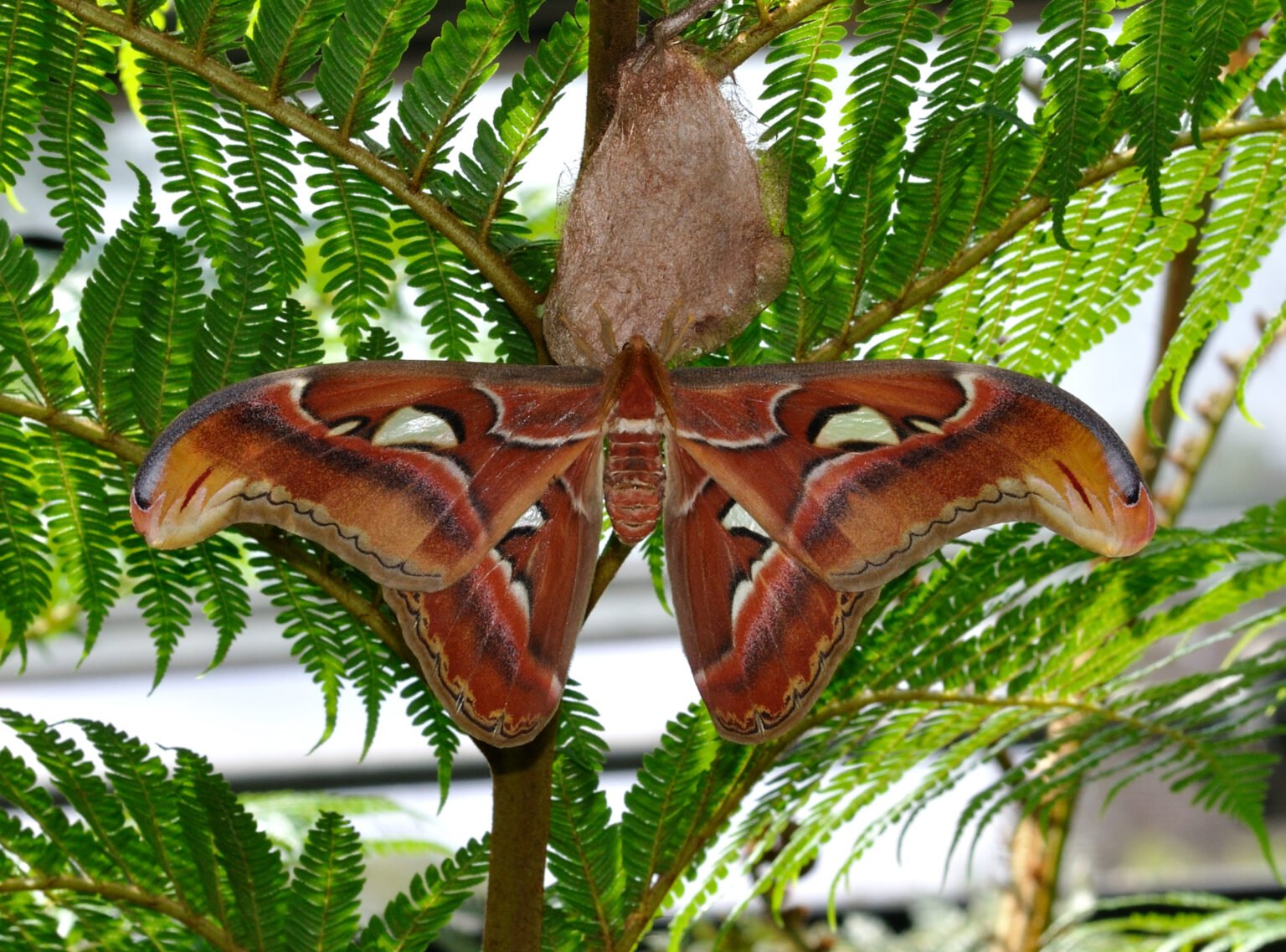 Everything You Need to Know biggest moth