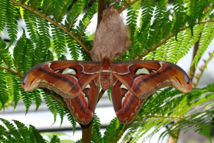 Everything You Need to Know biggest moth