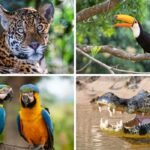 The Comprehensive Guide to Animal Brazilian