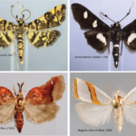 1,541 snout moth species and counting in the United States and Canada