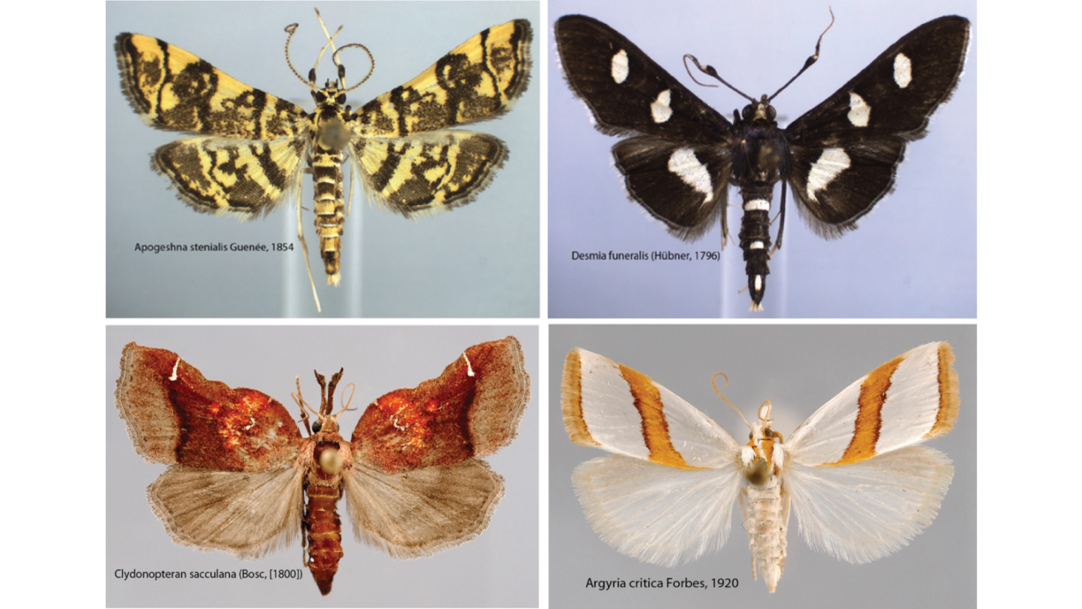 1,541 snout moth species and counting in the United States and Canada