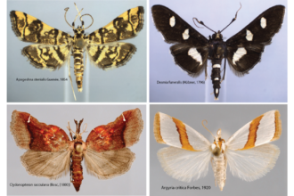1,541 snout moth species and counting in the United States and Canada