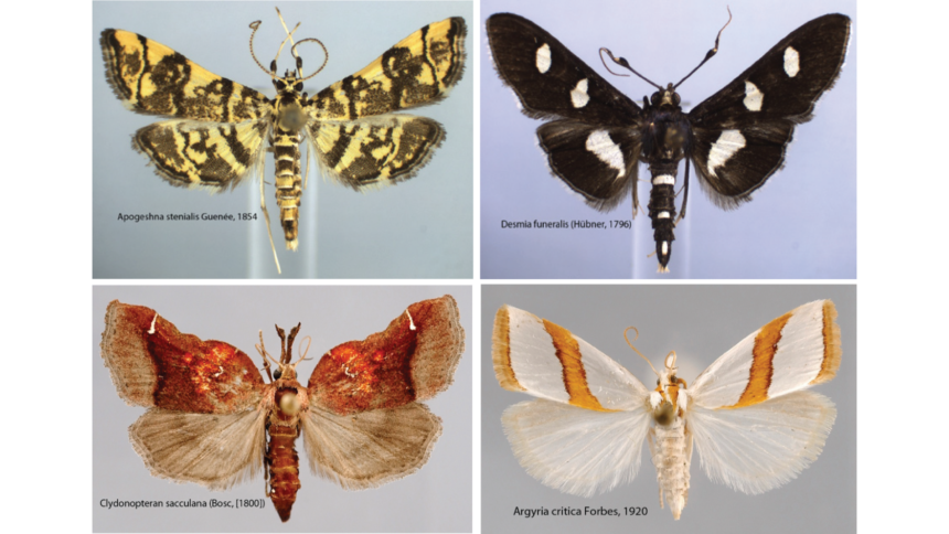1,541 snout moth species and counting in the United States and Canada