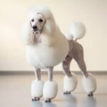 The Poodle Edit: Every Dog Grooming Style Your Dog Can Pull Off, Ranked and Explained