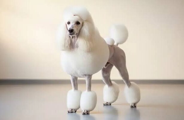 The Poodle Edit: Every Dog Grooming Style Your Dog Can Pull Off, Ranked and Explained