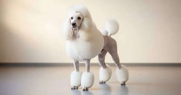The Poodle Edit: Every Dog Grooming Style Your Dog Can Pull Off, Ranked and Explained