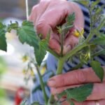 how to prune tomatoes