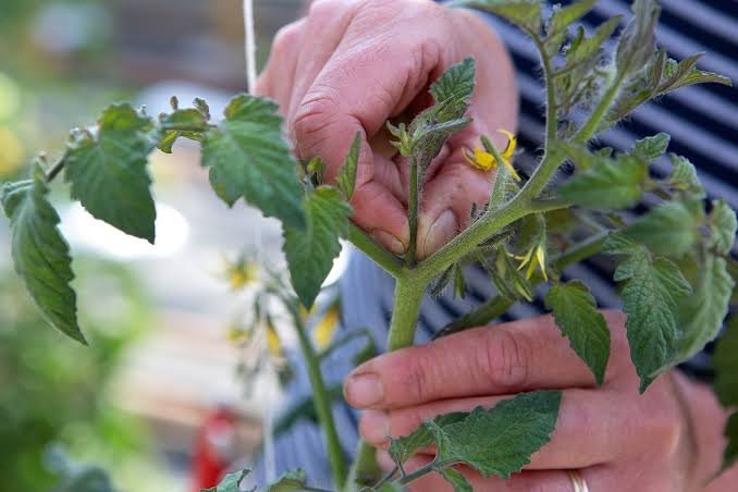 how to prune tomatoes