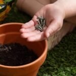 Sunflower Seeds for Planting
