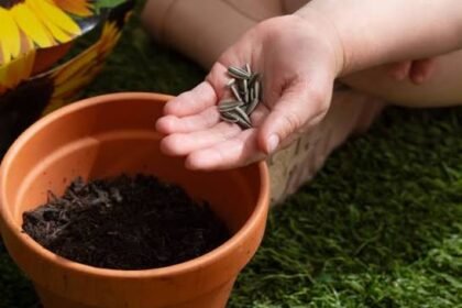 Sunflower Seeds for Planting