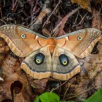 10 Types of Moths Every Homeowner Should Know