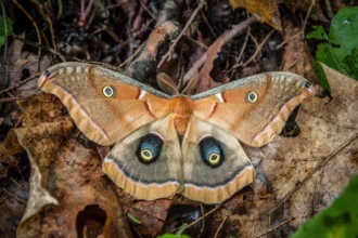 10 Types of Moths Every Homeowner Should Know