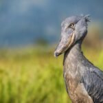 Everything You Need to Know Swamp Animals